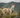 Retractable Dog Leashes: When and How to Use Them Safely