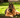 The Ultimate Guide to Grooming Your German Shepherd Dog