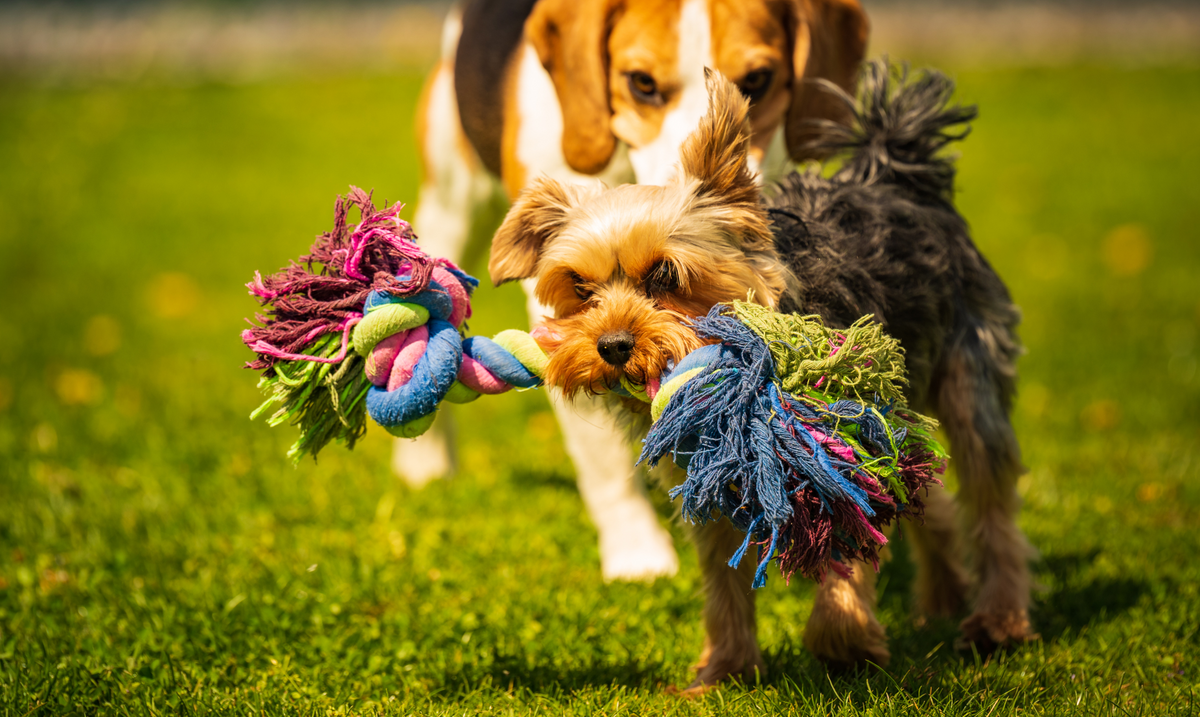 Dog Rigging Rope Toys Durable Rope Toys for Dogs | Tug, Chew & Play Fun – American Kennel ...